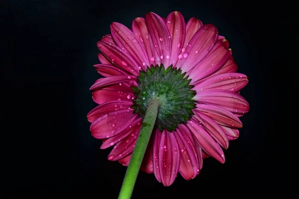 Krásný Gerbera Květ Tmavém Pozadí Letní Koncept Zblízka — Stock fotografie