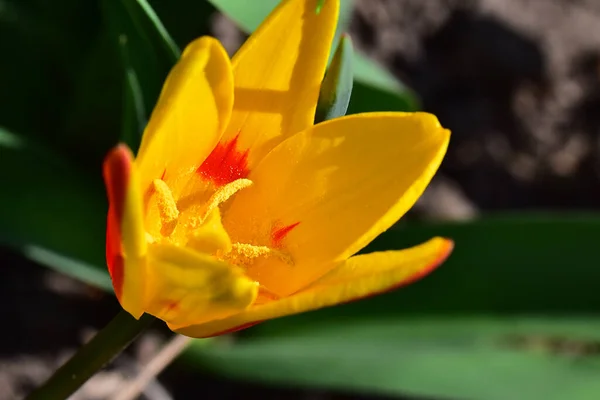 Hermosa Flor Tulipán Creciendo Jardín Verano Día Soleado — Foto de Stock