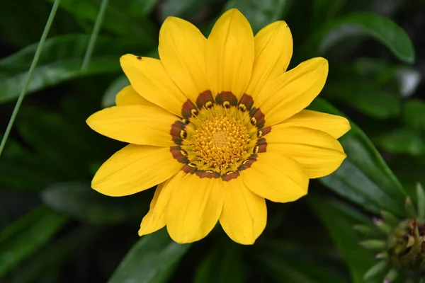 Hermosa Flor Que Crece Jardín Verano Día Soleado — Foto de Stock