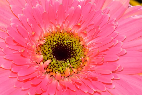 Beautiful Gerbera Flower Dark Background Summer Concept Close View — Stock Photo, Image