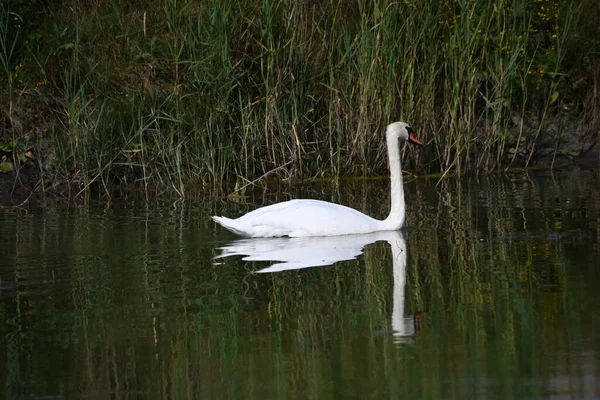 Beau Cygne Blanc Nageant Sur Surface Eau Lac Jour Été — Photo