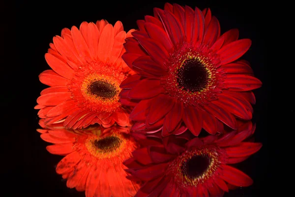 Belas Flores Gerbera Fundo Escuro Conceito Verão Vista Próxima — Fotografia de Stock