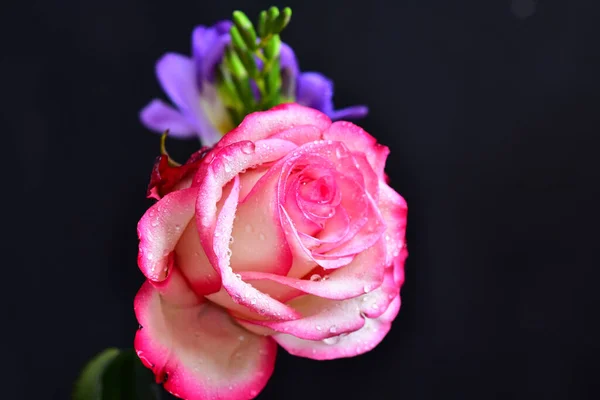 Flores Bonitas Fundo Escuro Conceito Verão Vista Próxima — Fotografia de Stock