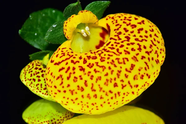 Belle Fleur Orchidée Sur Fond Sombre Concept Été Vue Rapprochée — Photo