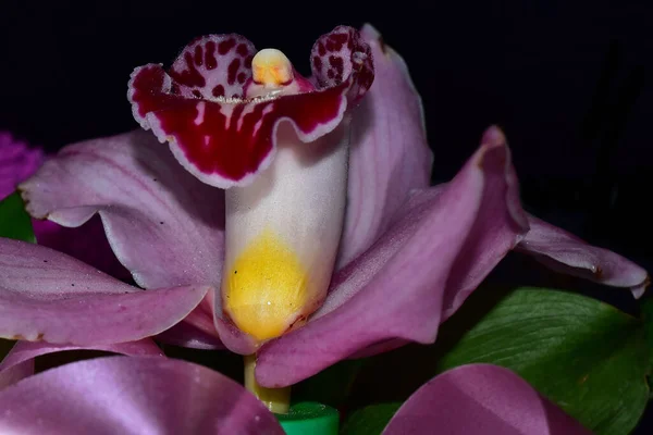 Piękny Kwiat Storczyk Ciemnym Tle Koncepcja Latem Widok Bliska — Zdjęcie stockowe