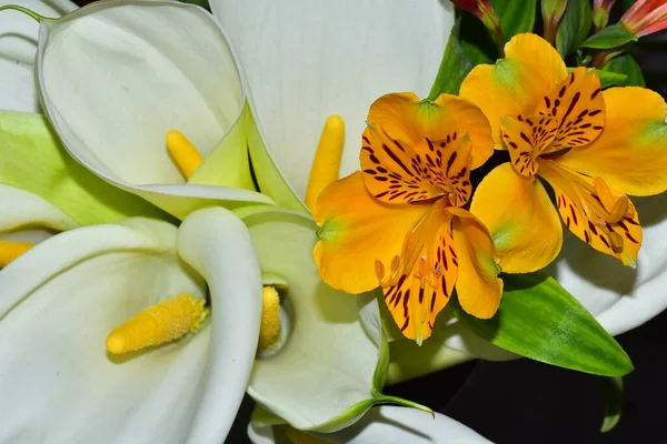 Koyu arkaplanda güzel çiçekler, yaz konsepti, yakın manzara  