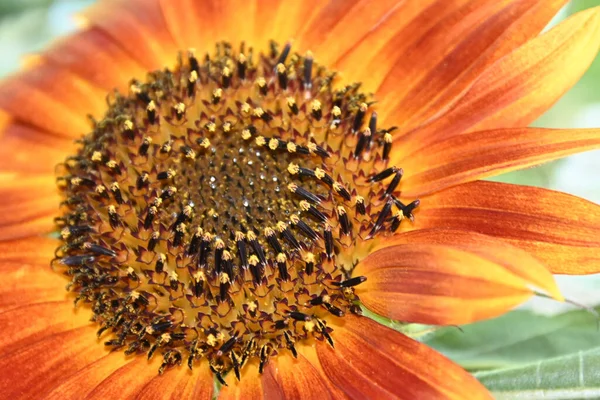 Beau Tournesol Poussant Dans Jardin Journée Ensoleillée Été — Photo