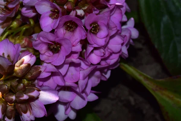 Bellissimi Fiori Che Crescono Giardino Estate Giornata Sole — Foto Stock