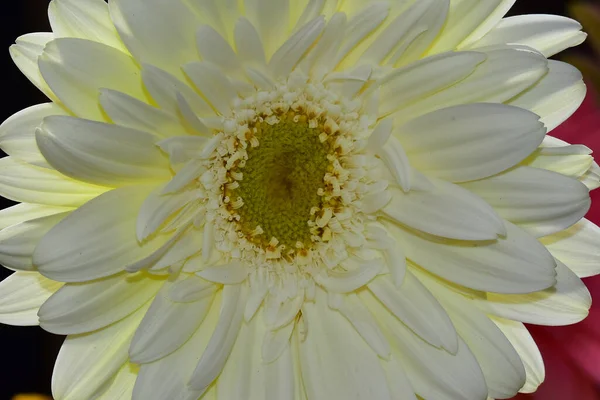 Schöne Gerbera Blume Auf Dunklem Hintergrund Sommerkonzept Nahsicht — Stockfoto