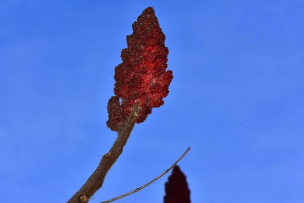Czerwony Liść Tle Niebieskiego Nieba — Zdjęcie stockowe