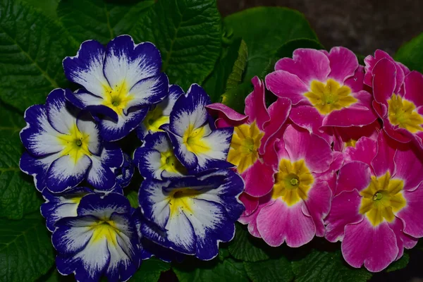 Hermosas Flores Sobre Fondo Oscuro Concepto Verano Vista Cercana —  Fotos de Stock