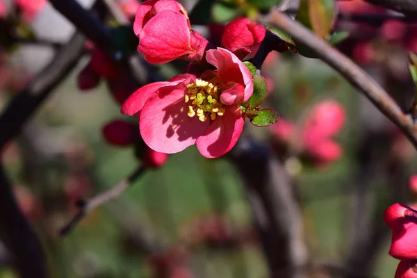 Розовые Цветущие Ветви Вишни Красивыми Цветами Крупным Планом Весенняя Концепция — стоковое фото