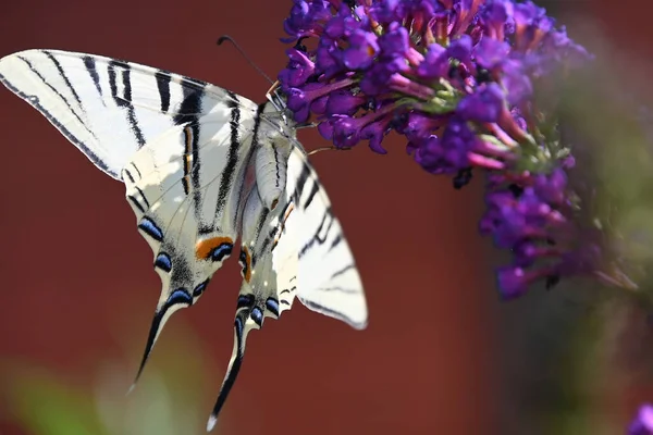 Schöner Schmetterling Bestäubende Blumen Die Garten Sonnigen Sommertag Wachsen — Stockfoto