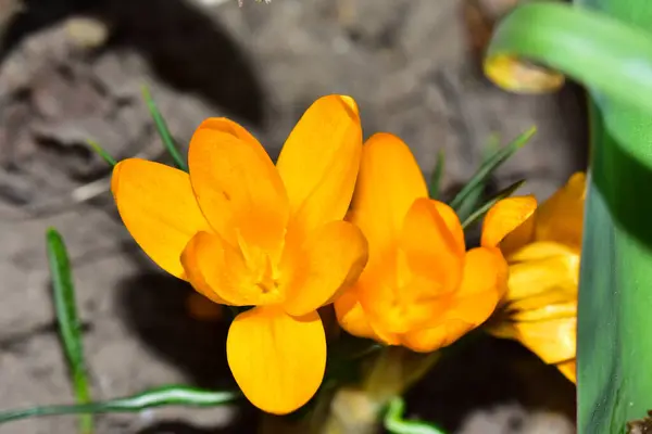 Hermosos Cocodrilos Creciendo Jardín Verano Día Soleado — Foto de Stock