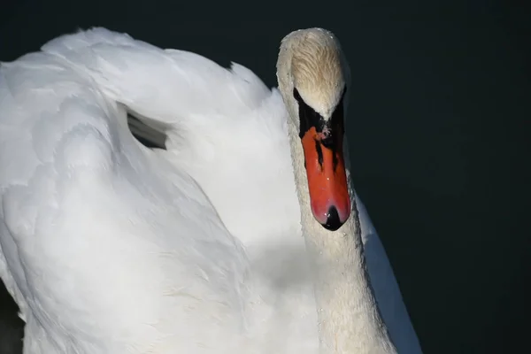 Krásná Bílá Labuť Plavání Vodní Hladině Jezera Letní Den — Stock fotografie