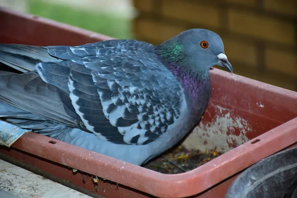 Pequeno Pombo Bonito Sentado Livre Vista Perto — Fotografia de Stock