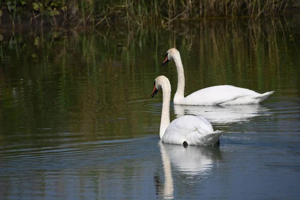 Hermosos Cisnes Blancos Nadando Superficie Del Agua Del Lago Día —  Fotos de Stock