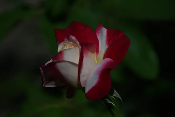 Hermosa Flor Rosa Creciendo Jardín Verano Día Soleado —  Fotos de Stock
