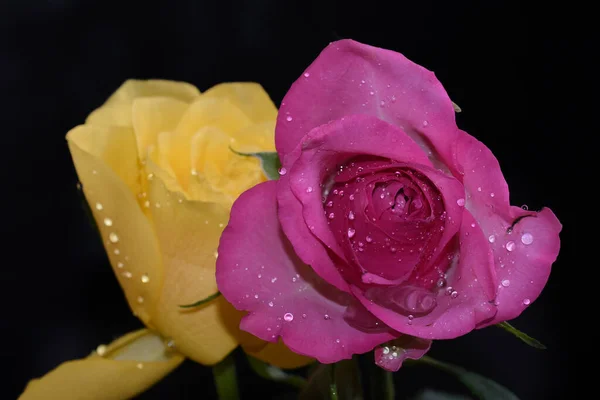 Hermosas Rosas Sobre Fondo Oscuro Concepto Verano Vista Cercana — Foto de Stock