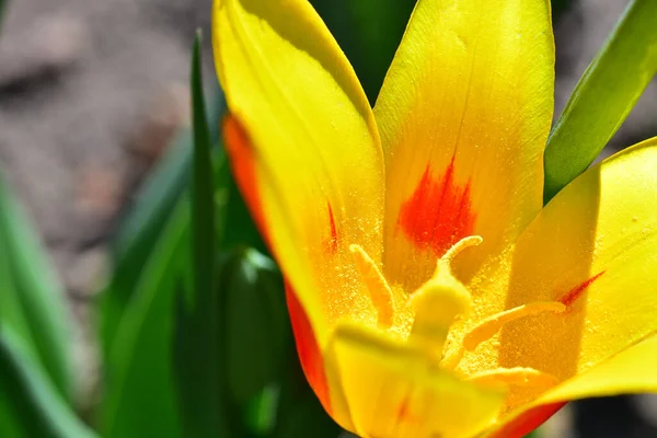 Mooie Tulp Bloem Groeien Tuin Zomer Zonnige Dag — Stockfoto