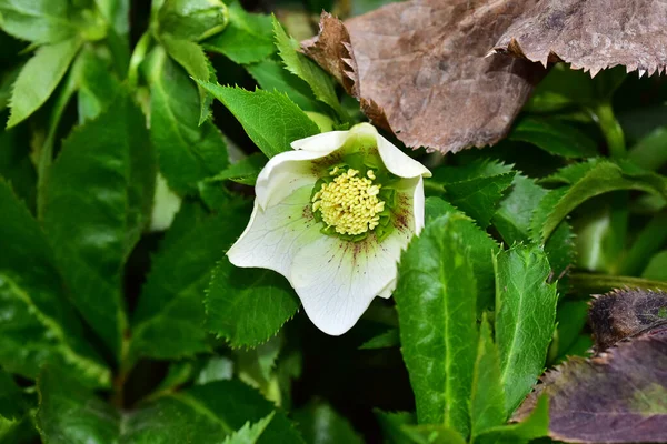 Vackra Blommor Xer Trã Dgã Rden Sommaren Solig Dag — Stockfoto