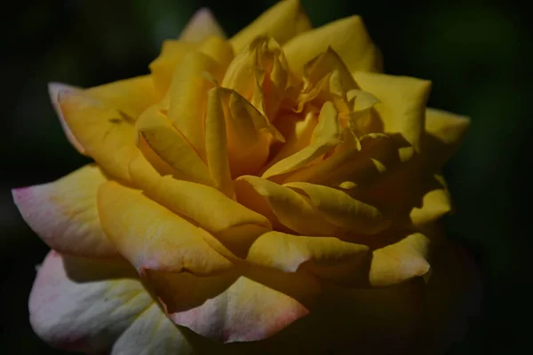 Belle Fleur Rose Poussant Dans Jardin Journée Ensoleillée Été — Photo