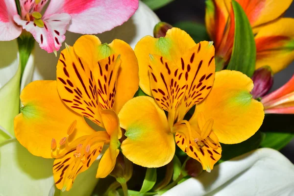 Ramo Hermosas Flores Sobre Fondo Oscuro Concepto Verano Vista Cercana —  Fotos de Stock