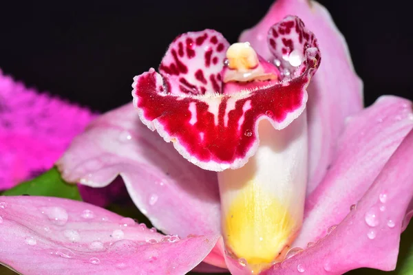 Gyönyörű Orchidea Virág Sötét Háttér Nyári Koncepció Közelről — Stock Fotó