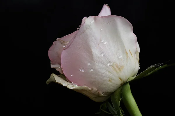 Hermosa Rosa Sobre Fondo Oscuro Concepto Verano Vista Cercana — Foto de Stock