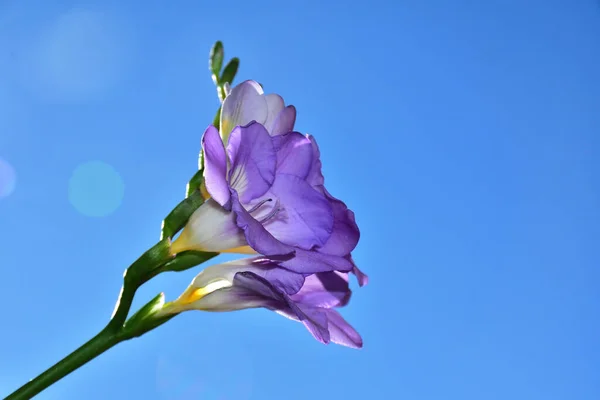 Hermosas Flores Sobre Fondo Cielo Azul —  Fotos de Stock