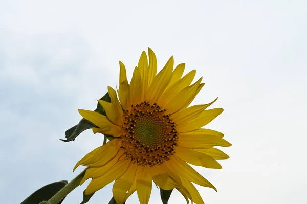 Beau Tournesol Jaune Sur Fond Bleu Ciel — Photo