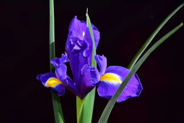 Красиві Квіти Темному Тлі — стокове фото