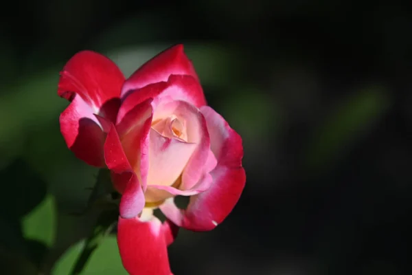 Bela Rosa Flor Crescendo Jardim Verão Dia Ensolarado — Fotografia de Stock