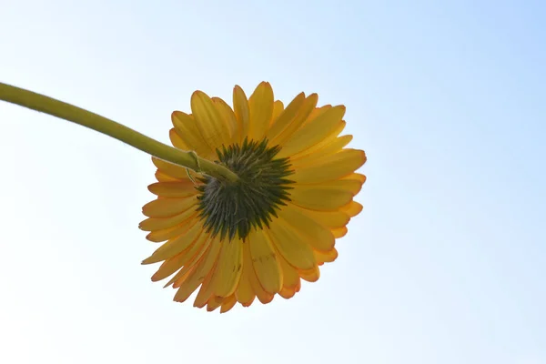 Close Belas Flores Fundo Céu — Fotografia de Stock