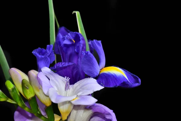 Flores Bonitas Fundo Escuro Conceito Verão Vista Próxima — Fotografia de Stock