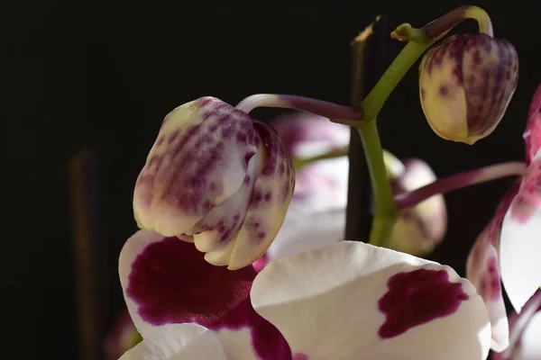 Krásné Orchidej Květiny Tmavém Pozadí Letní Koncept Zblízka — Stock fotografie