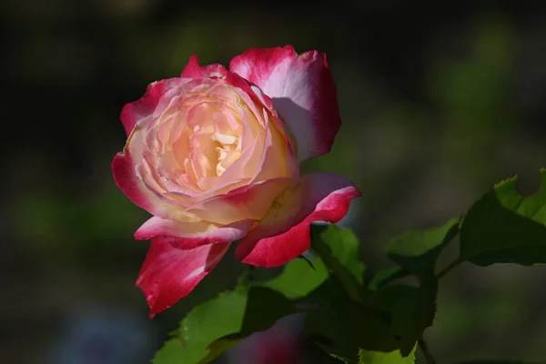 Красивый Цветок Розы Растет Саду Летний Солнечный День — стоковое фото