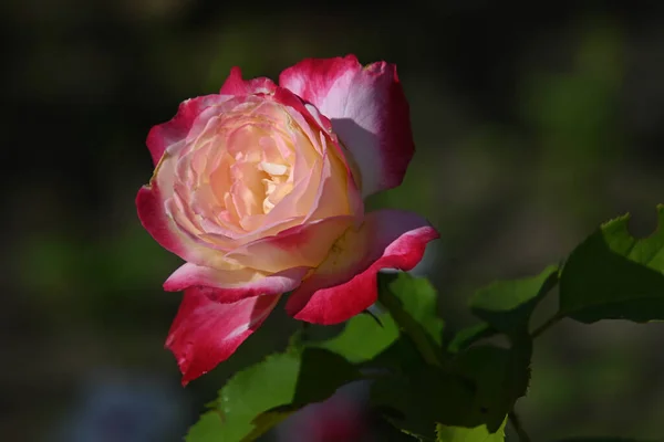 Bela Rosa Flor Crescendo Jardim Verão Dia Ensolarado — Fotografia de Stock