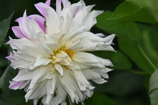 Belle Fleur Pivoine Poussant Dans Jardin Journée Ensoleillée Été — Photo