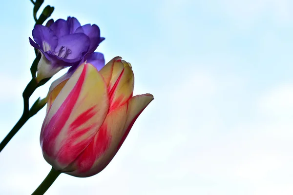 Schöne Blumen Auf Blauem Himmel Hintergrund — Stockfoto