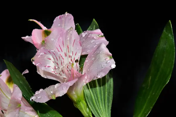 Beautiful Flowers Dark Background — Stock Photo, Image