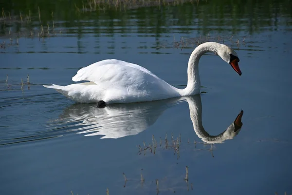 Belo Cisne Branco Nadando Superfície Água Lago Dia Verão — Fotografia de Stock