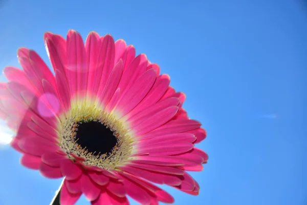 Beautiful Flowers Blue Sky Background — Stock Photo, Image