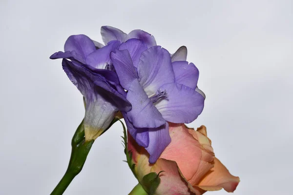 Belas Flores Fundo Céu Azul — Fotografia de Stock