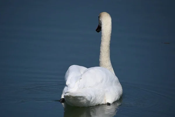 美丽的白天鹅在湖面游泳 — 图库照片
