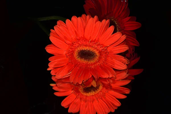 Belas Flores Gerbera Fundo Escuro Conceito Verão Vista Próxima — Fotografia de Stock