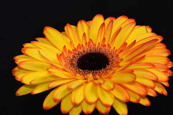 Piękny Gerbera Kwiat Ciemnym Tle Koncepcja Lato Widok Bliska — Zdjęcie stockowe