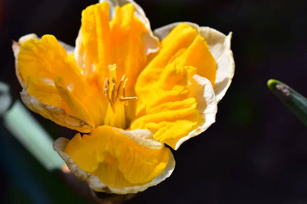 Bela Flor Narciso Crescendo Jardim Dia Ensolarado Verão — Fotografia de Stock