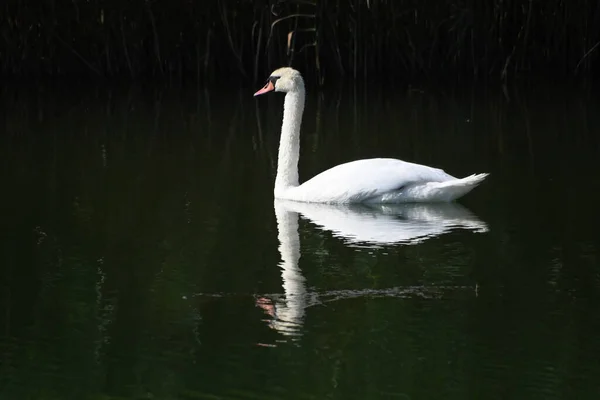 Hermoso Cisne Blanco Nadando Superficie Del Agua Del Lago Día —  Fotos de Stock