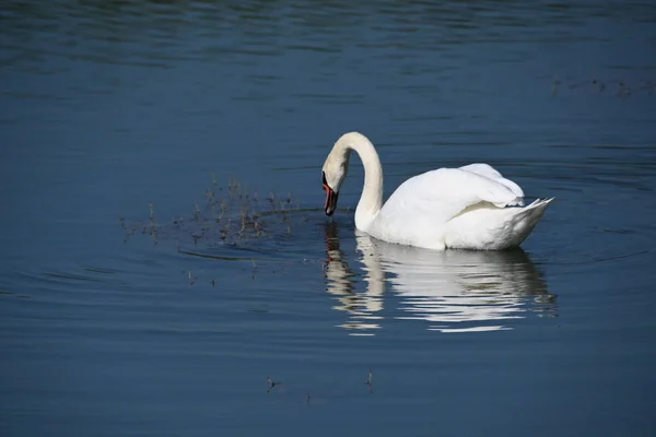 夏の日には白い白鳥が水面を泳いでいます — ストック写真